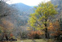 گزارش تصویری از فصل پاییز در جنگل ابر شاهرود